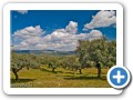 dehesa