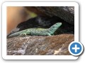 lagarto ocelado