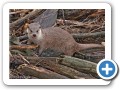 nutria