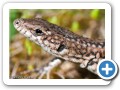 reptil