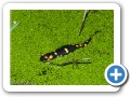 salamandra