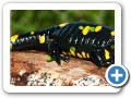 salamandra